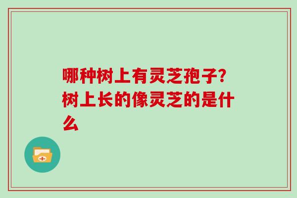 哪种树上有灵芝孢子？树上长的像灵芝的是什么