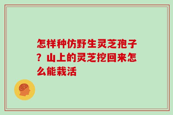 怎样种仿野生灵芝孢子？山上的灵芝挖回来怎么能栽活