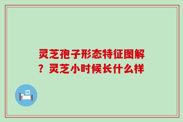 灵芝孢子形态特征图解？灵芝小时候长什么样