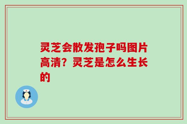 灵芝会散发孢子吗图片高清？灵芝是怎么生长的