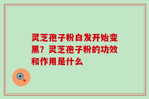 灵芝孢子粉白发开始变黑？灵芝孢子粉的功效和作用是什么