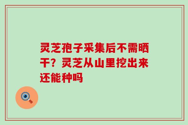 灵芝孢子采集后不需晒干？灵芝从山里挖出来还能种吗