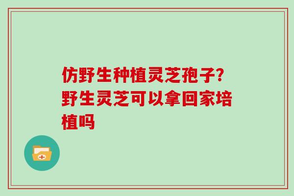 仿野生种植灵芝孢子？野生灵芝可以拿回家培植吗