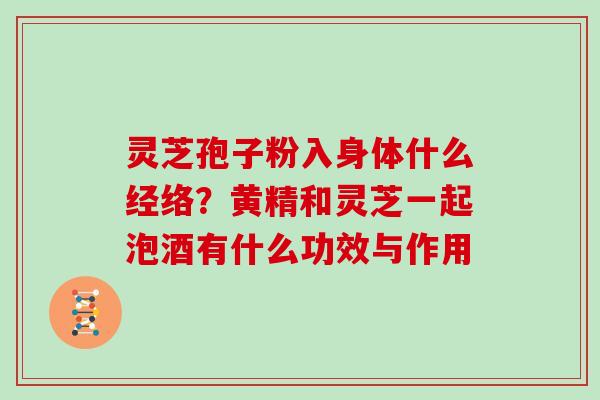 灵芝孢子粉入身体什么经络？黄精和灵芝一起泡酒有什么功效与作用