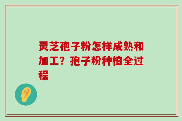 灵芝孢子粉怎样成熟和加工？孢子粉种植全过程