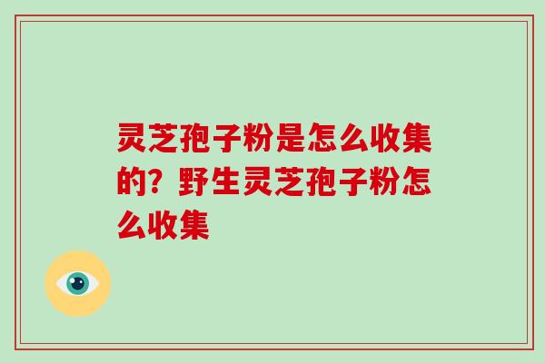 灵芝孢子粉是怎么收集的？野生灵芝孢子粉怎么收集