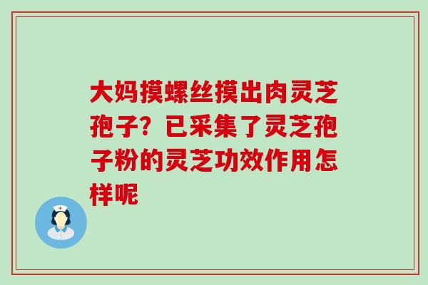 大妈摸螺丝摸出肉灵芝孢子？已采集了灵芝孢子粉的灵芝功效作用怎样呢