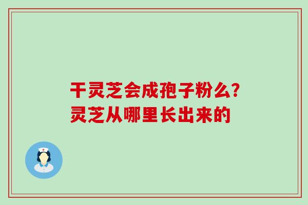 干灵芝会成孢子粉么？灵芝从哪里长出来的