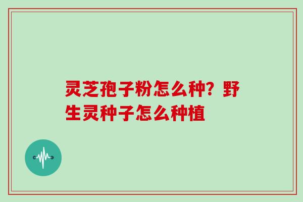 灵芝孢子粉怎么种？野生灵种子怎么种植