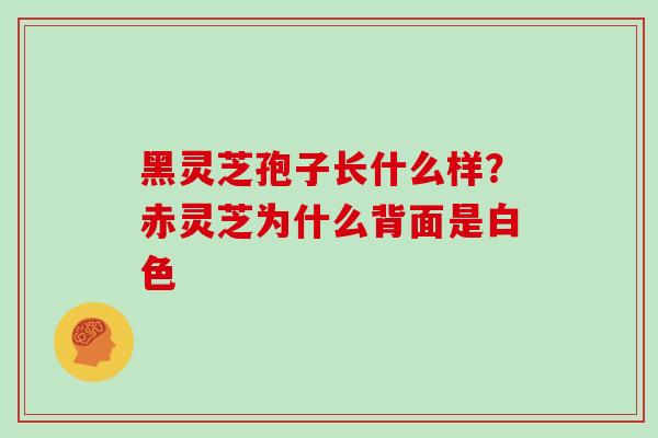 黑灵芝孢子长什么样？赤灵芝为什么背面是白色