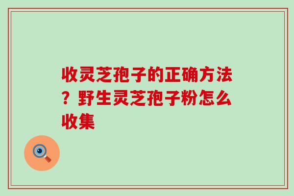 收灵芝孢子的正确方法？野生灵芝孢子粉怎么收集