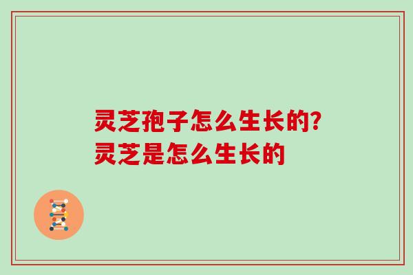 灵芝孢子怎么生长的？灵芝是怎么生长的