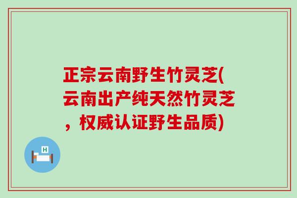 正宗云南野生竹灵芝(云南出产纯天然竹灵芝，权威认证野生品质)