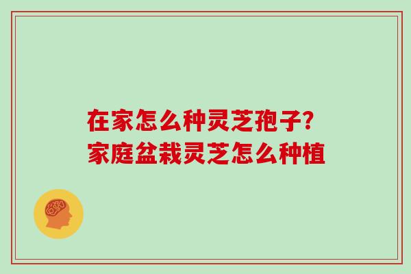 在家怎么种灵芝孢子？家庭盆栽灵芝怎么种植