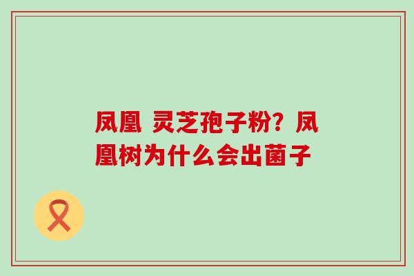 凤凰 灵芝孢子粉？凤凰树为什么会出菌子