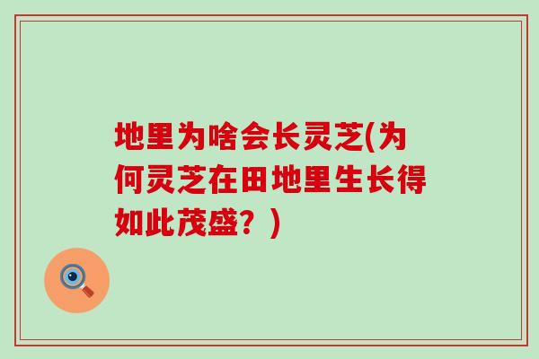 地里为啥会长灵芝(为何灵芝在田地里生长得如此茂盛？)