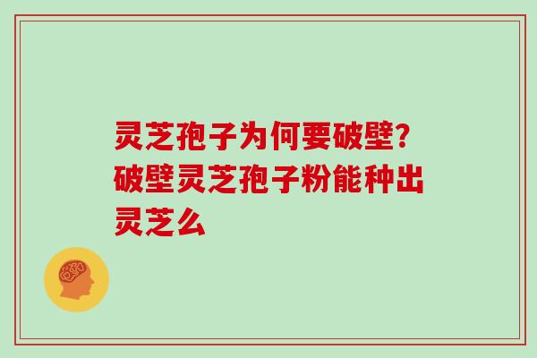 灵芝孢子为何要破壁？破壁灵芝孢子粉能种出灵芝么