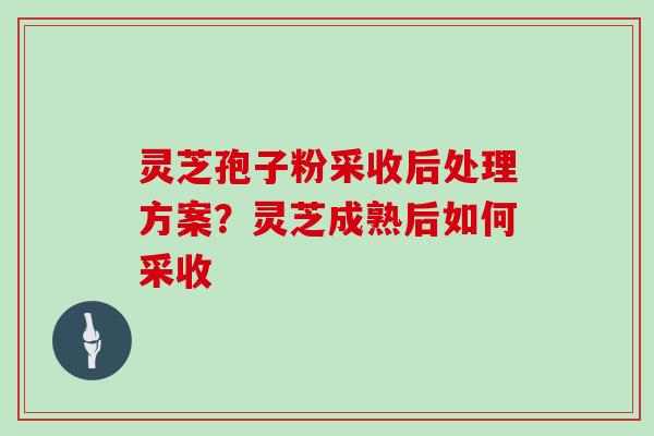 灵芝孢子粉采收后处理方案？灵芝成熟后如何采收