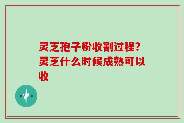 灵芝孢子粉收割过程？灵芝什么时候成熟可以收