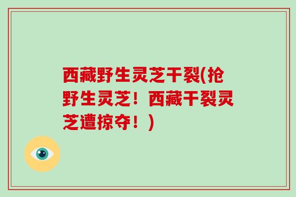 西藏野生灵芝干裂(抢野生灵芝！西藏干裂灵芝遭掠夺！)