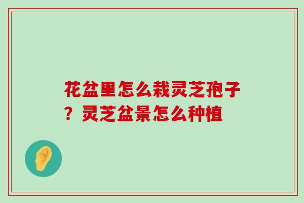 花盆里怎么栽灵芝孢子？灵芝盆景怎么种植