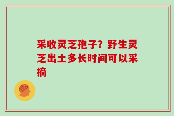 采收灵芝孢子？野生灵芝出土多长时间可以采摘