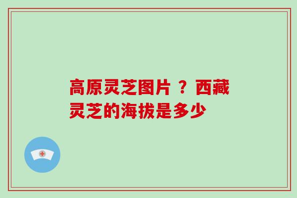 高原灵芝图片 ？西藏灵芝的海拔是多少