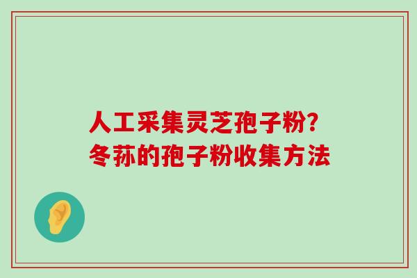 人工采集灵芝孢子粉？冬荪的孢子粉收集方法