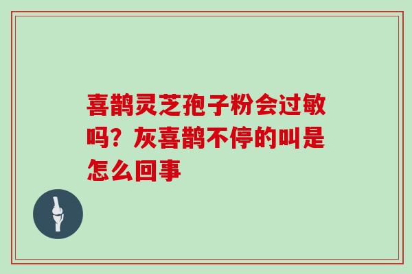 喜鹊灵芝孢子粉会吗？灰喜鹊不停的叫是怎么回事