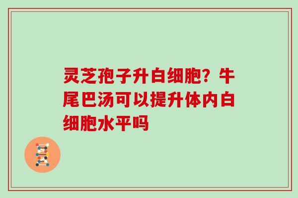 灵芝孢子升？牛尾巴汤可以提升体内水平吗