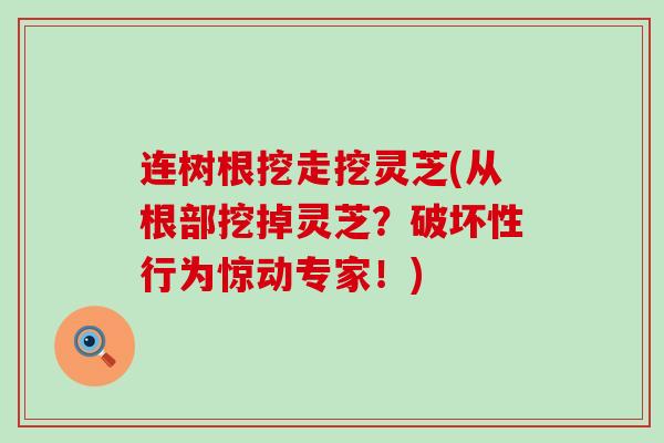 连树根挖走挖灵芝(从根部挖掉灵芝？破坏性行为惊动专家！)