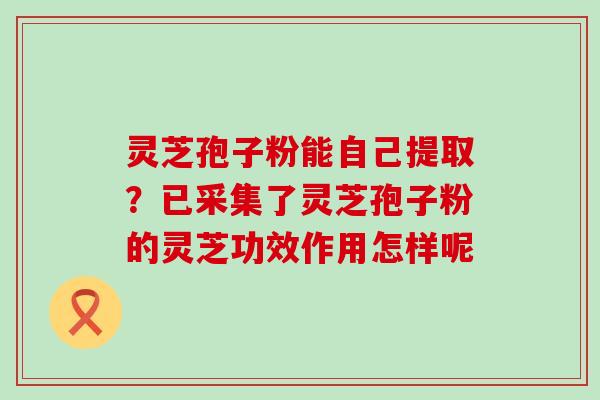 灵芝孢子粉能自己提取？已采集了灵芝孢子粉的灵芝功效作用怎样呢