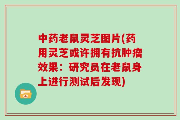 老鼠灵芝图片(药用灵芝或许拥有抗效果：研究员在老鼠身上进行测试后发现)