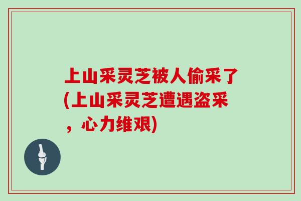 上山采灵芝被人偷采了(上山采灵芝遭遇盗采，心力维艰)