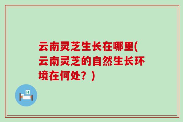 云南灵芝生长在哪里(云南灵芝的自然生长环境在何处？)