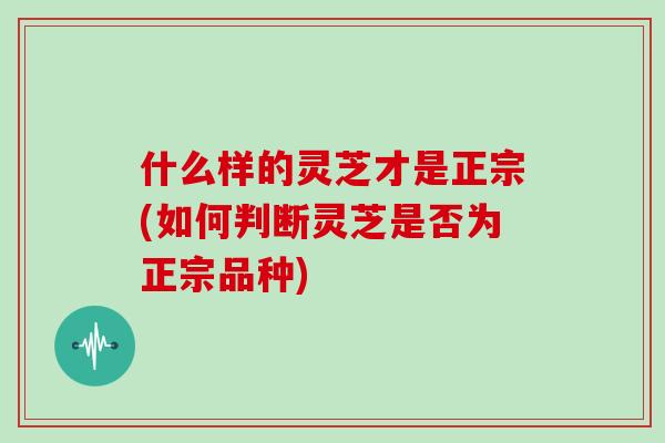 什么样的灵芝才是正宗(如何判断灵芝是否为正宗品种)