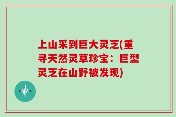 上山采到巨大灵芝(重寻天然灵草珍宝：巨型灵芝在山野被发现)