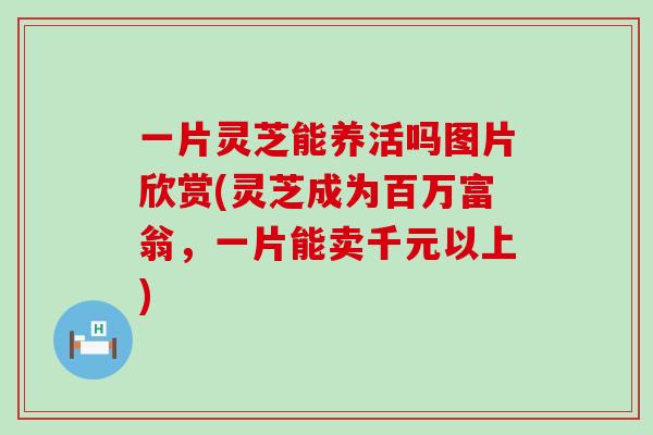 一片灵芝能养活吗图片欣赏(灵芝成为百万富翁，一片能卖千元以上)