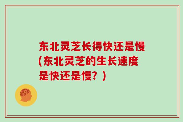 东北灵芝长得快还是慢(东北灵芝的生长速度是快还是慢？)