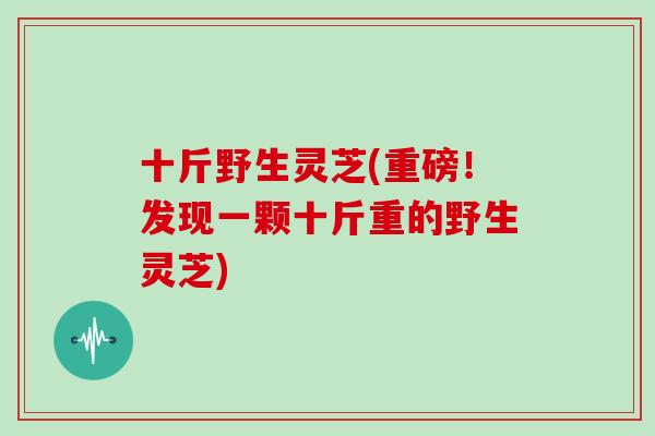 十斤野生灵芝(重磅！发现一颗十斤重的野生灵芝)