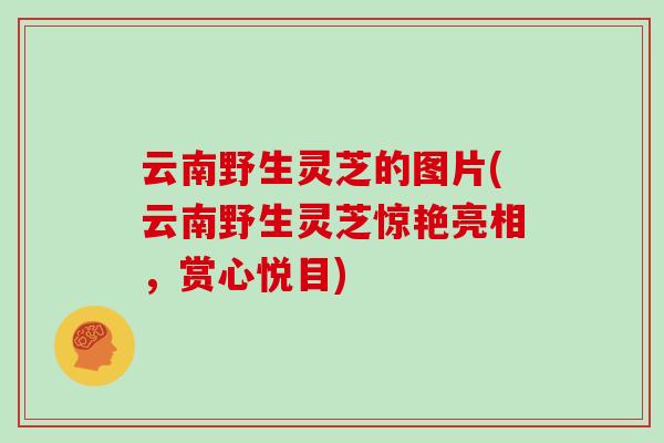 云南野生灵芝的图片(云南野生灵芝惊艳亮相，赏心悦目)