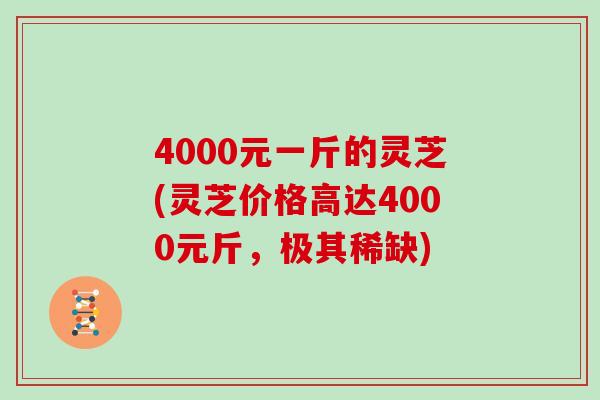 4000元一斤的灵芝(灵芝价格高达4000元斤，极其稀缺)