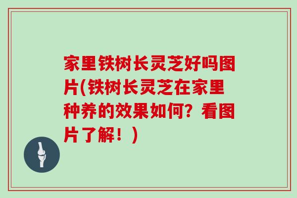 家里铁树长灵芝好吗图片(铁树长灵芝在家里种养的效果如何？看图片了解！)