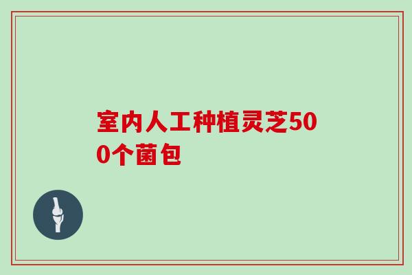 室内人工种植灵芝500个菌包