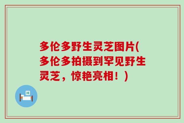 多伦多野生灵芝图片(多伦多拍摄到罕见野生灵芝，惊艳亮相！)