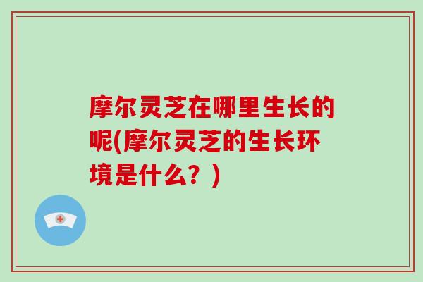 摩尔灵芝在哪里生长的呢(摩尔灵芝的生长环境是什么？)