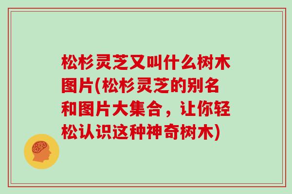 松杉灵芝又叫什么树木图片(松杉灵芝的别名和图片大集合，让你轻松认识这种神奇树木)