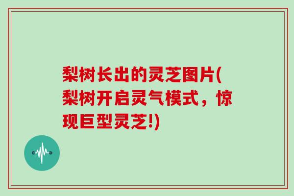 梨树长出的灵芝图片(梨树开启灵气模式，惊现巨型灵芝!)