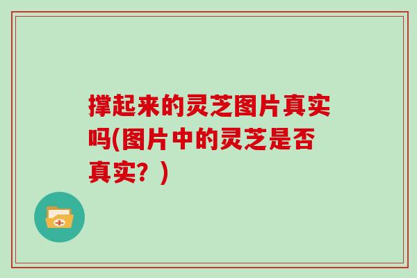 撑起来的灵芝图片真实吗(图片中的灵芝是否真实？)