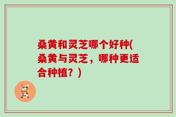 桑黄和灵芝哪个好种(桑黄与灵芝，哪种更适合种植？)